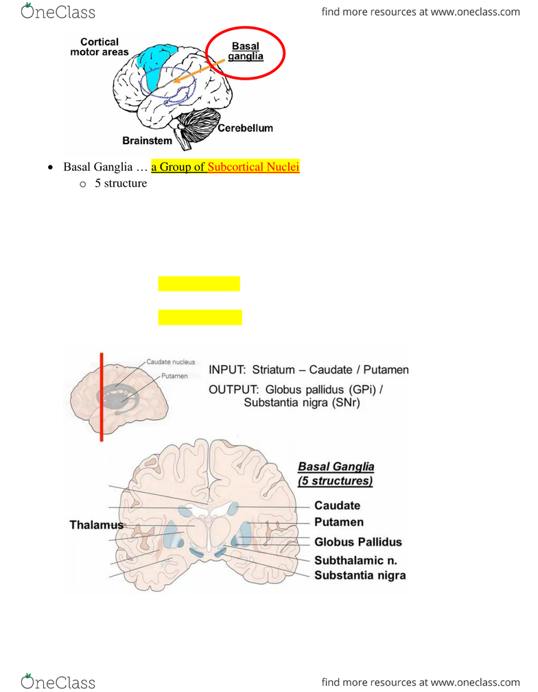 Kine 3020 Lecture Notes Fall 2015 Lecture 7 Dystonia Substantia Nigra Pars Reticulata