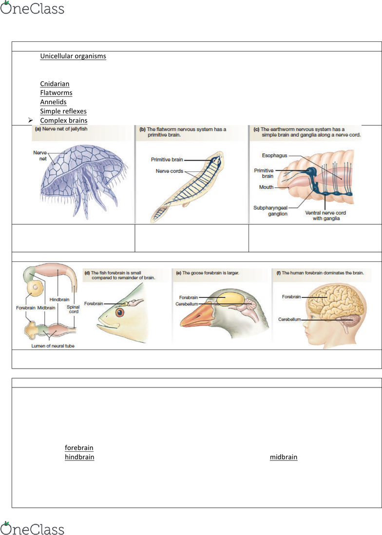 BIO 203 Lecture Notes - Spring 2019, Lecture 13 - Axon Hillock, Sciatic  Nerve, Basal Ganglia