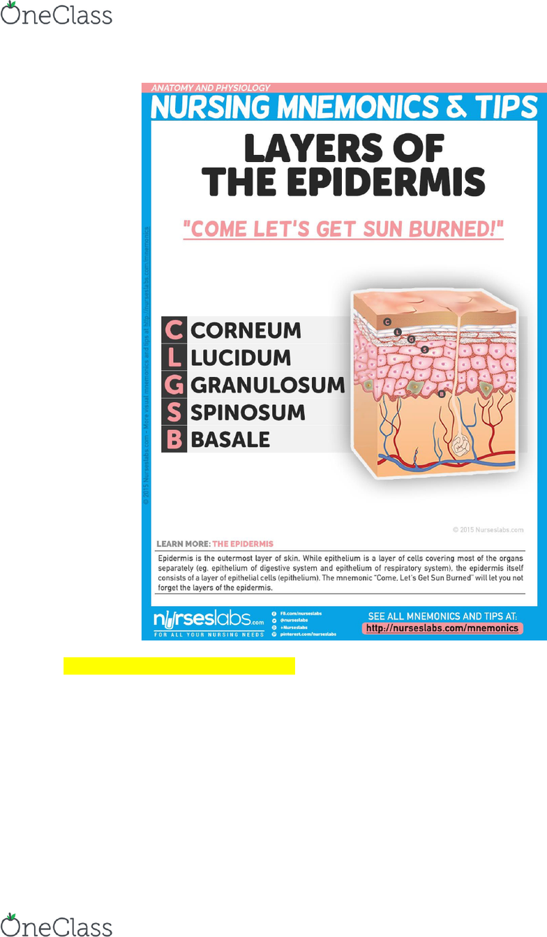 Layers Of Epidermis Mnemonic