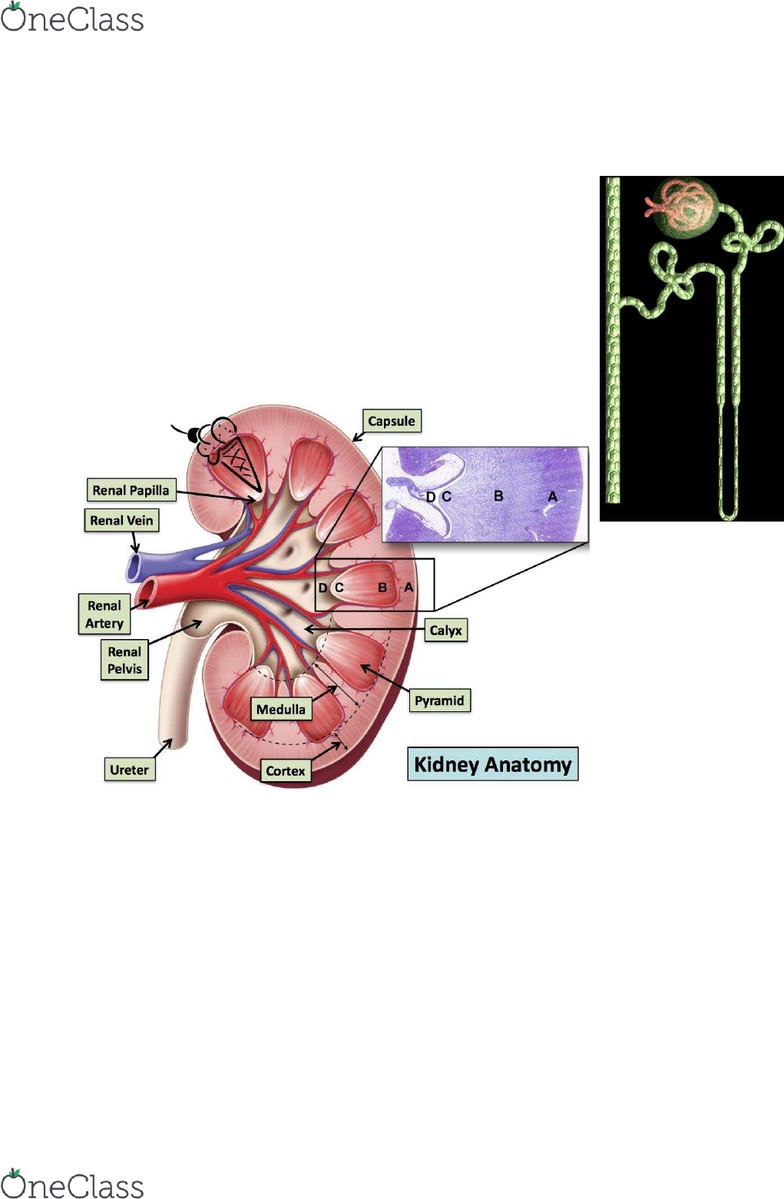 anatomy and cell biology 3309 lecture notes winter 2017 lecture renal papilla