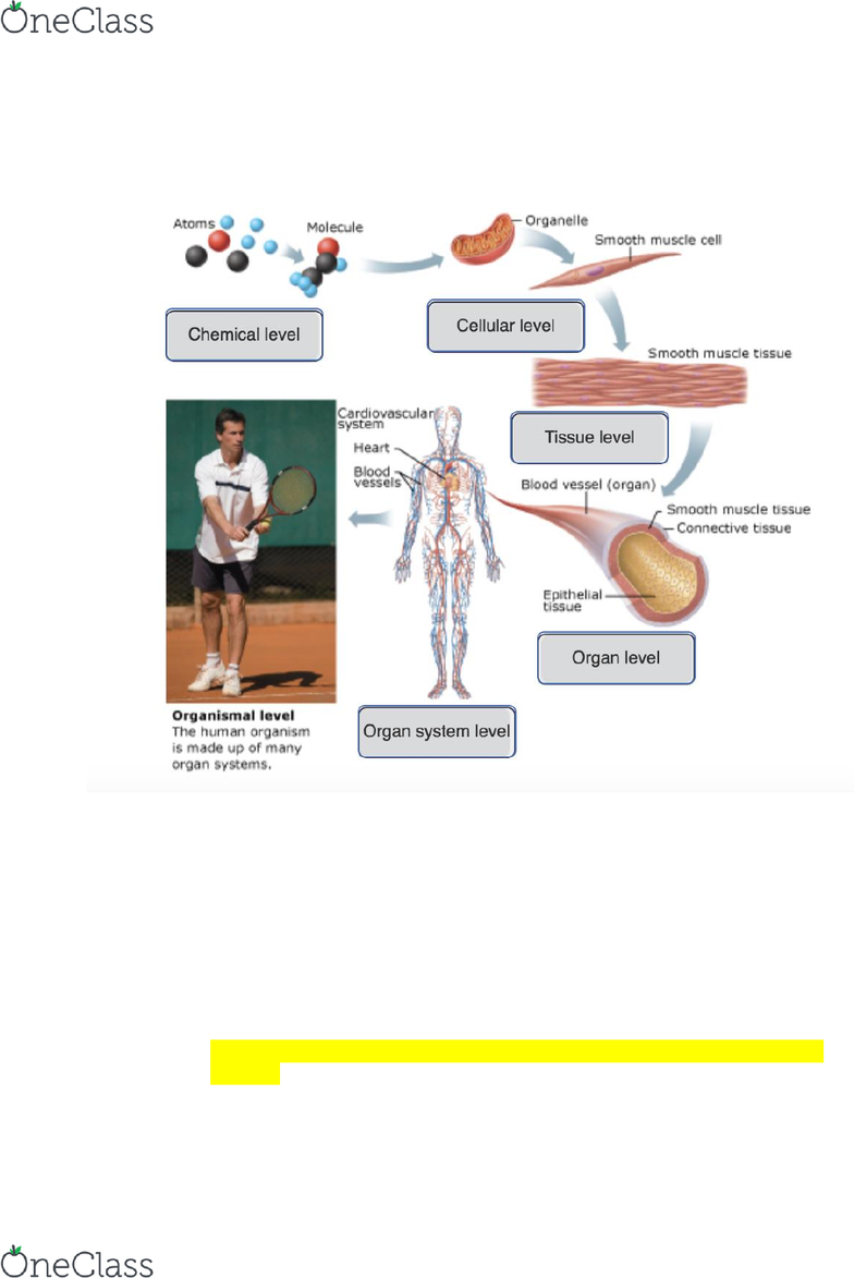 Anp 1105 Lecture Notes - Winter 2019, Lecture 1 - Basal Lamina, Osteoblast,  Microvillus Anp 1105 Lecture Notes - Winter 2019, Lecture 1 - Basal Lamina, Osteoblast,  Microvillus