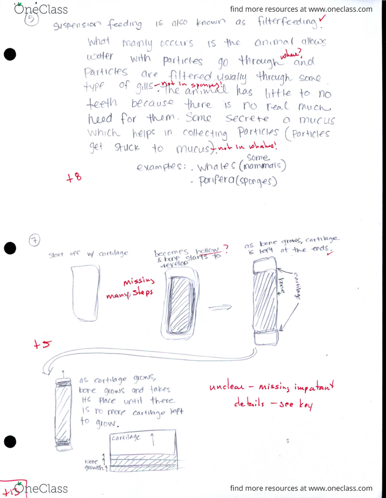 Bio Sci 94 Study Guide Fall 2015 Midterm Filter Feeder