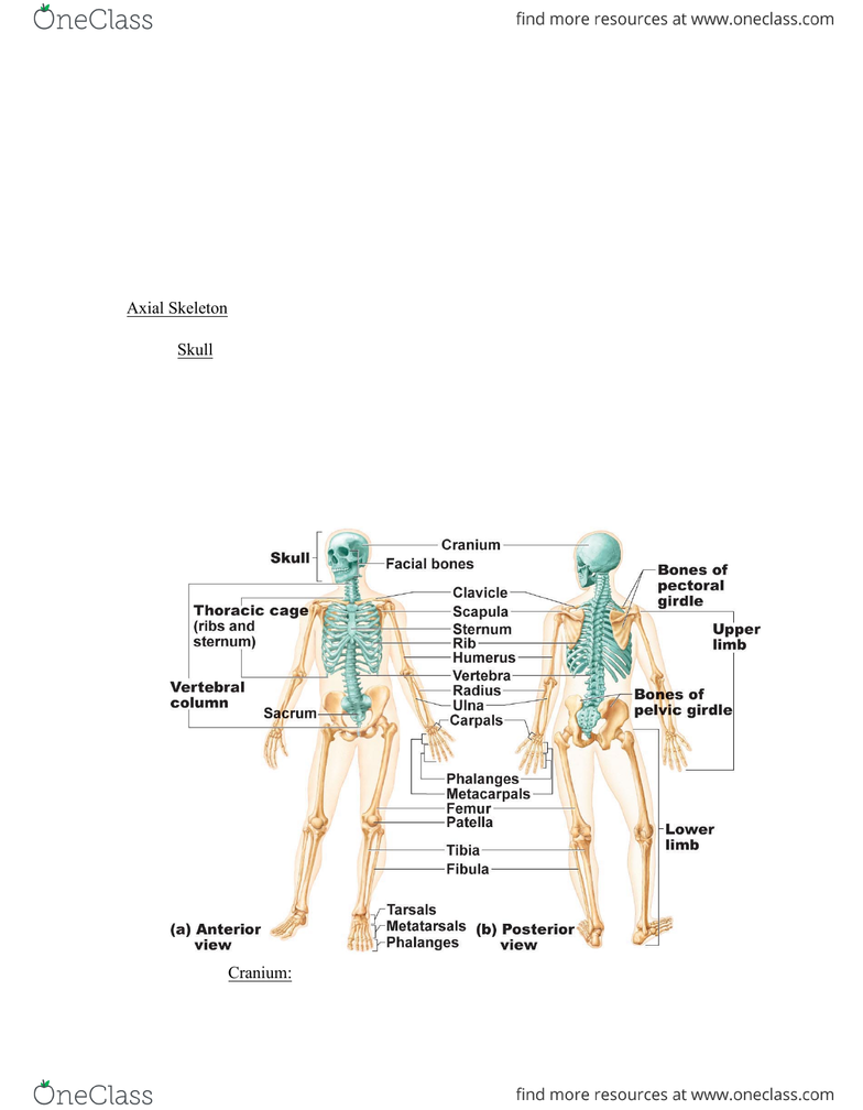 ANP 1106 Study Guide - Winter 2015, Midterm - Anterior Cranial Fossa,  Lacrimal Sac, Mandibular Fossa