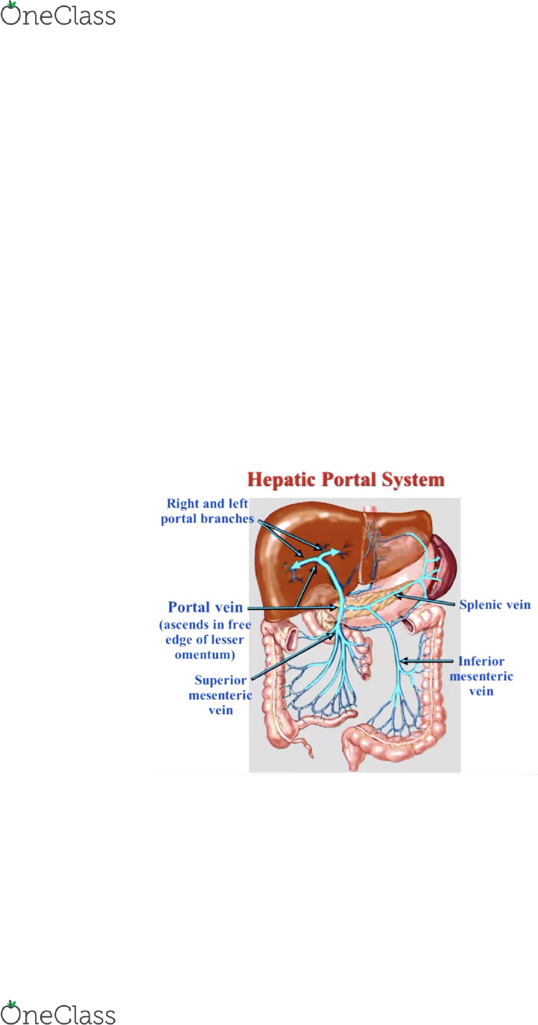 Biom2071 Lecture Notes Fall 2019 Lecture 23 Non Alcoholic Fatty Liver Disease Blood Sugar Regulation Fatty Liver