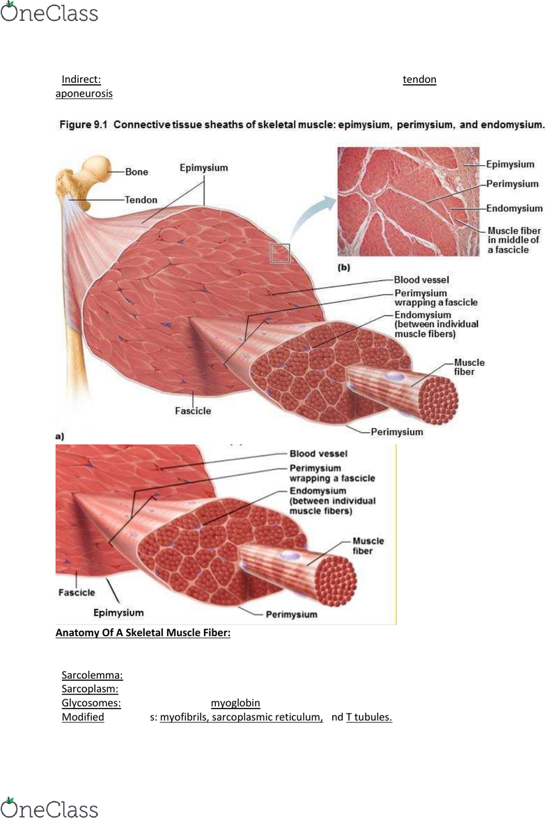 Anp 1105 Lecture Notes Fall 13 Lecture 2 Endoplasmic Reticulum Dense Irregular Connective Tissue Sliding Filament Theory