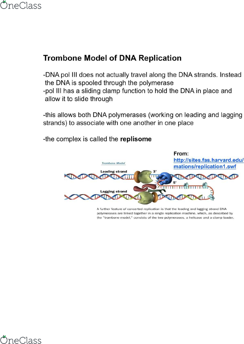 Search Study Guides Pricing Log Insign Up Study Guides410 000 Ca160 000 Biol239 Study Guide Quiz Guide Dna Polymerase Iii Holoenzyme Semiconservative Replication Dna Replication 0 Views8 Pages Oc 8 Apr 17 School Uw