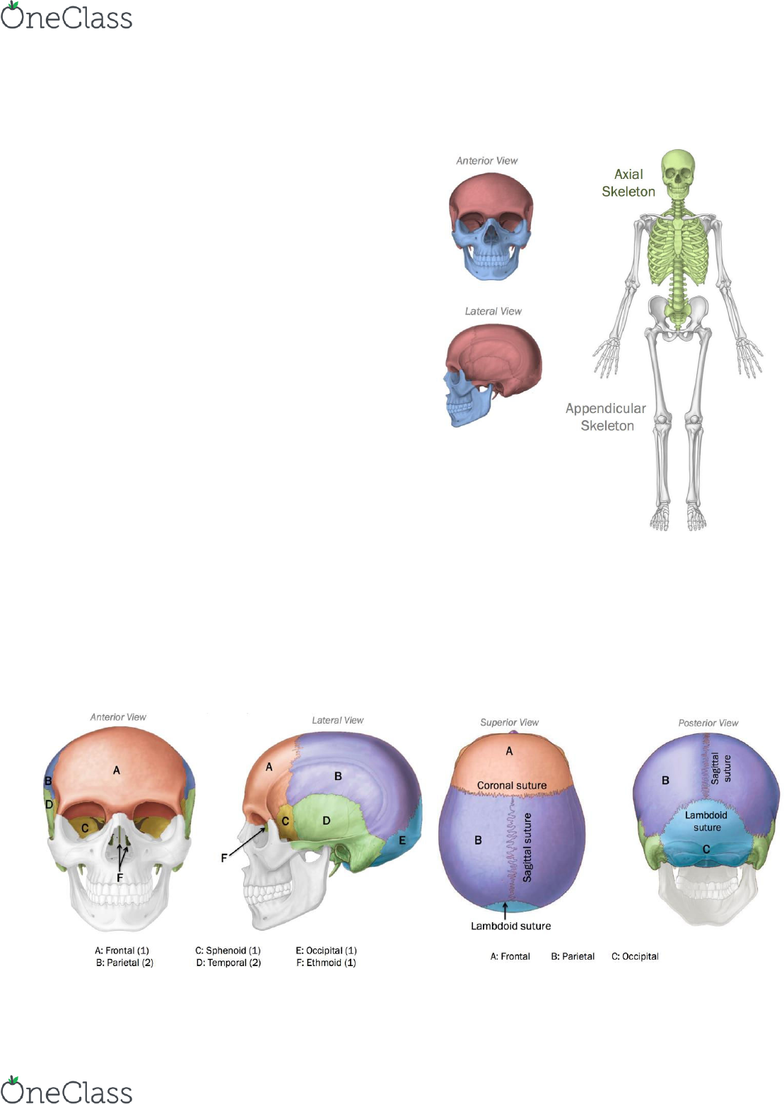 ANAT 101 Lecture Notes - Winter 2018, Lecture 4 - Kyphosis, Sella Turcica,  Mastoid Part Of The Temporal Bone