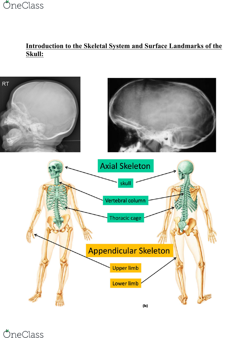 Anatomy and Cell Biology 3319 Lecture 18: Skeletal System - OneClass
