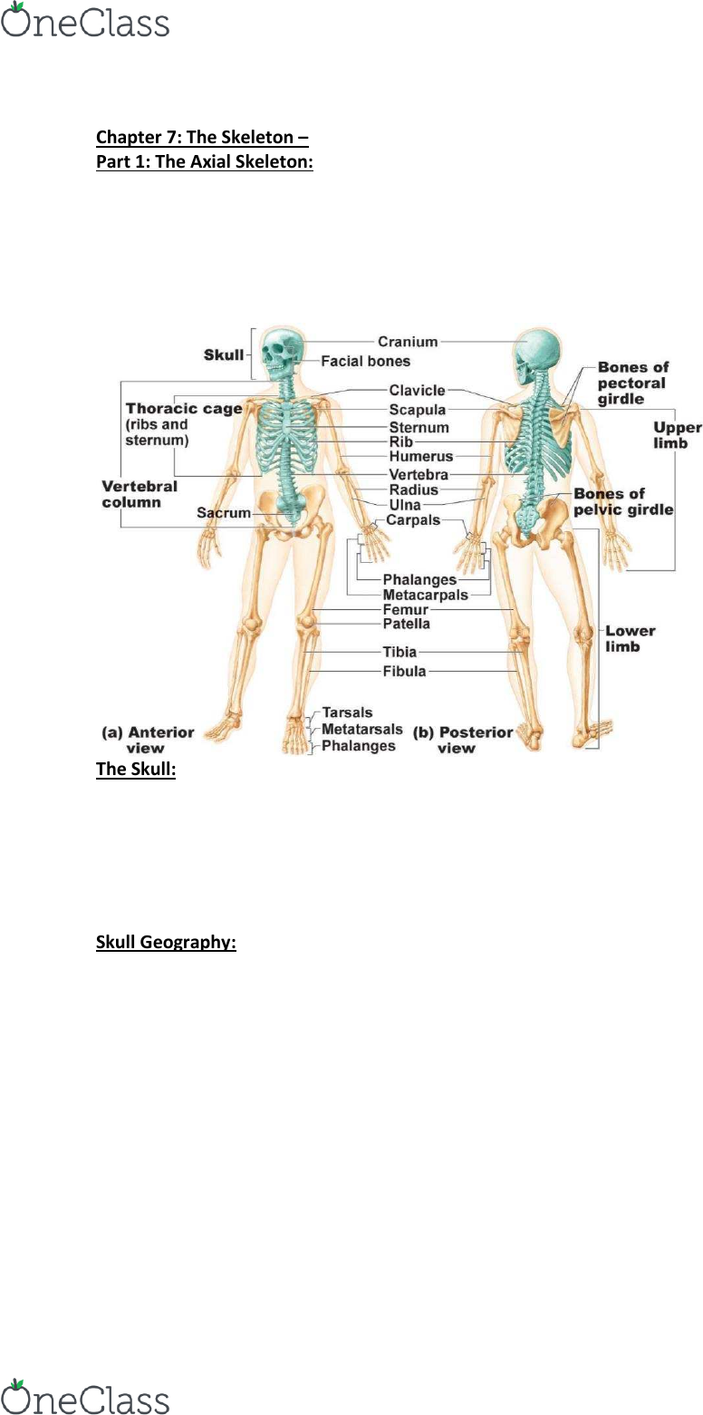 ANP 1106 Textbook Notes - Winter 2015, Chapter 7 - Anterior Cranial Fossa,  Middle Cranial Fossa, Petrous Part Of The Temporal Bone