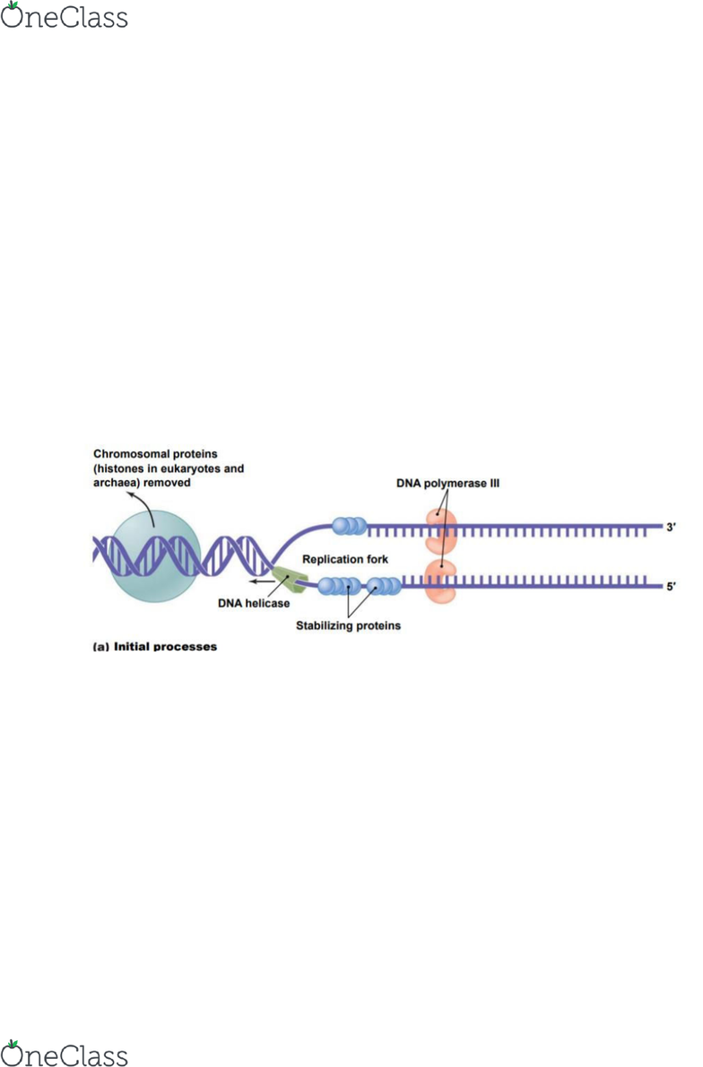 Okazaki Dna Replication
