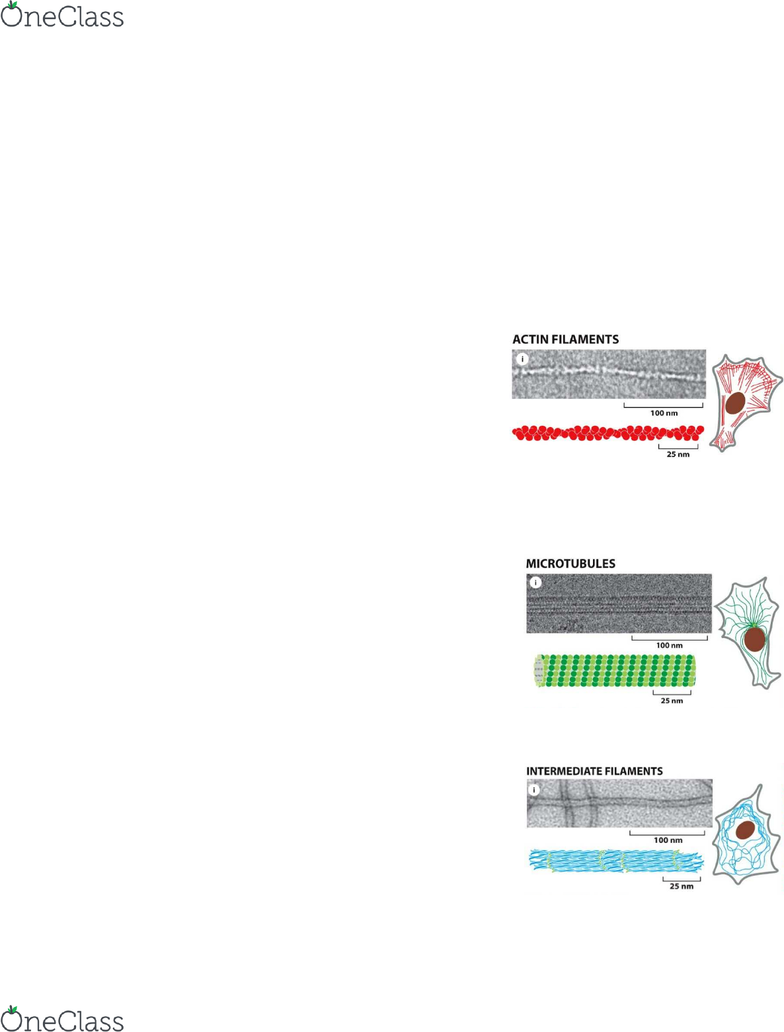 biol 331 final biol 331 exam review oneclass biology final exam review