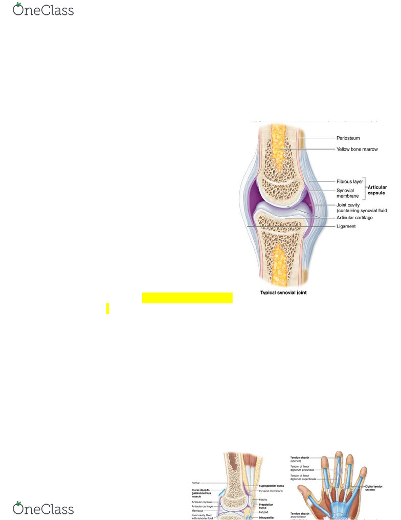 BIOL-3150 Lecture Notes - Fall 2018, Lecture 26 - Synovial Joint, Synovial  Fluid, Synovial Membrane