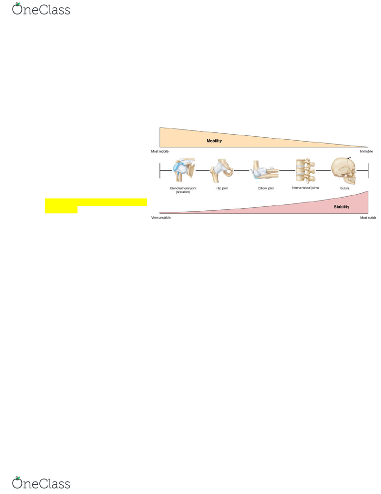 BIOL-3150 Lecture Notes - Fall 2018, Lecture 26 - Synovial Joint, Synovial  Fluid, Synovial Membrane