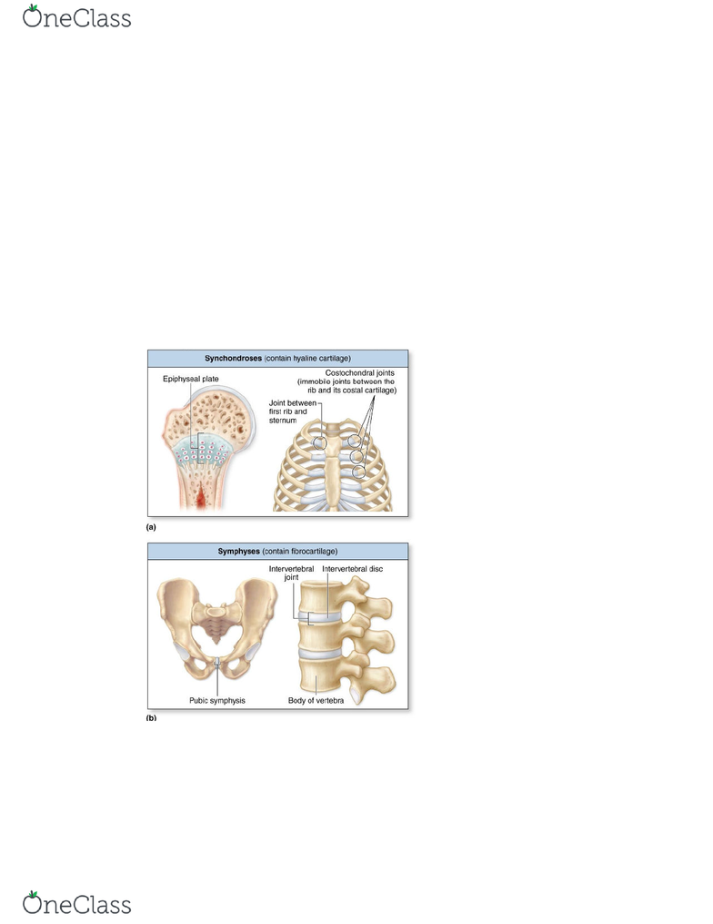 BIOL-3150 Lecture Notes - Fall 2018, Lecture 26 - Synovial Joint, Synovial  Fluid, Synovial Membrane