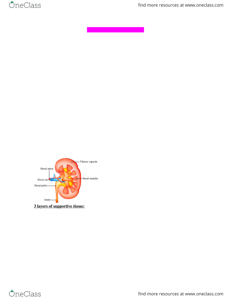 Anp 1107 Study Guide Fall 12 Renal Plexus Renal Cortex Urinary Bladder