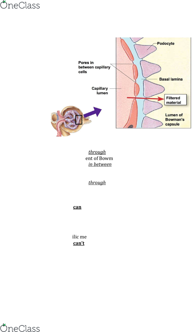 Basal Lamina Capillary