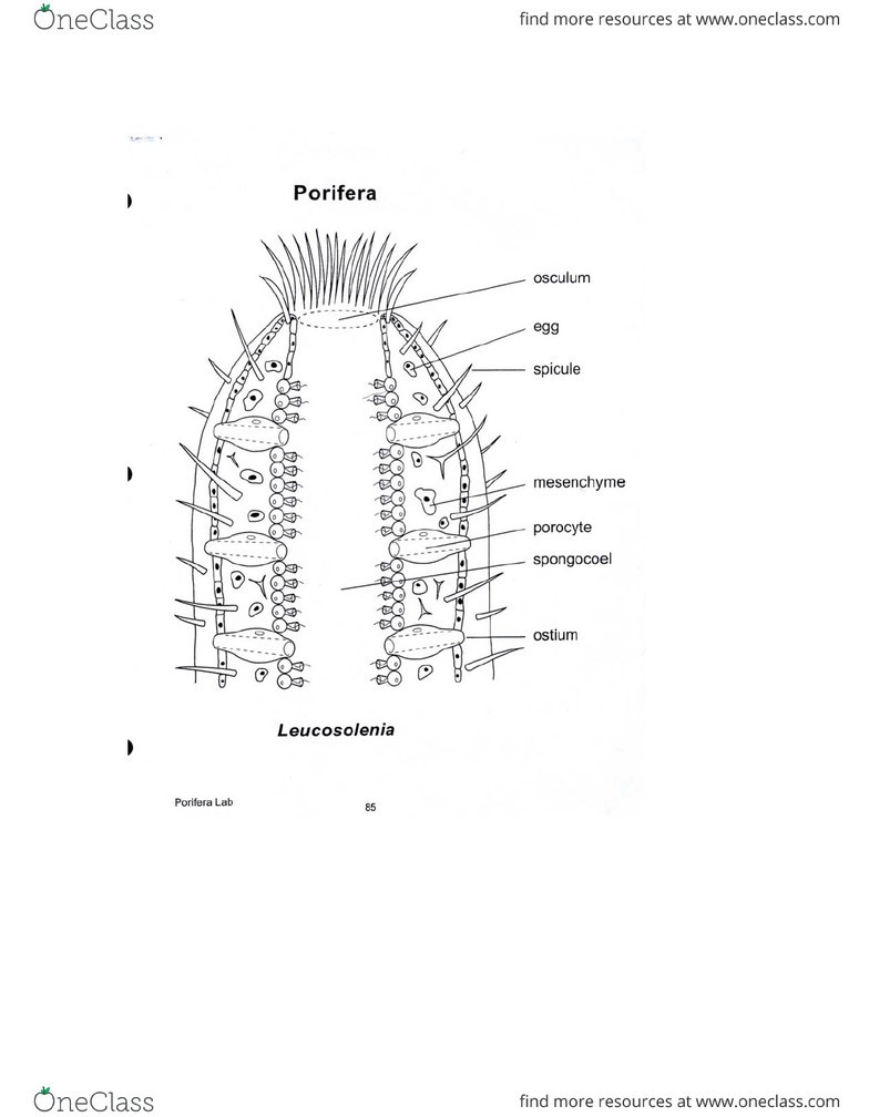 Diagrama De Leucosolenia Solved Leucosolenia Chegg Diagrama De Leucosolenia Solved Leucosolenia Chegg
