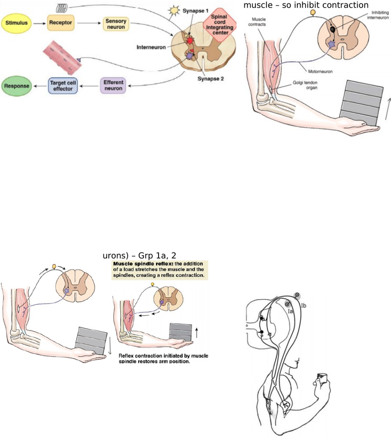 Psl300h1 Lecture Notes Fall 2011 Lecture 15 Posterior Grey Column Tendon Reflex Withdrawal Reflex