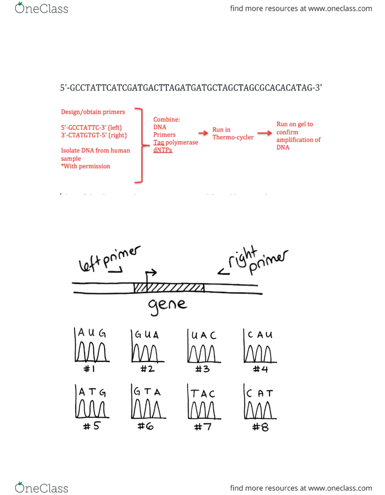 BIOL207 : PCR Worksheet-Answers.pdf - OneClass biol207-pcr-worksheet-answers-pdf-oneclass