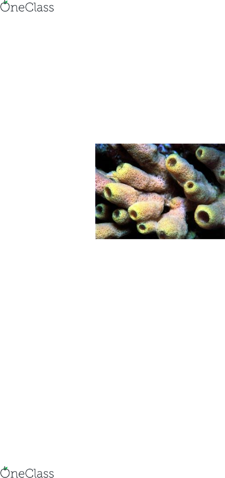 Biol10004 Study Guide Spring 2017 Final Calcareous Sponge