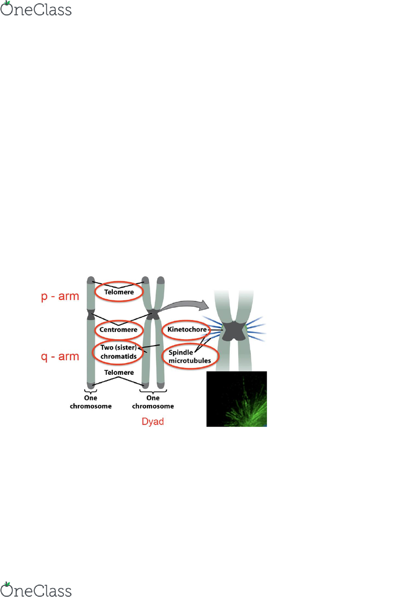 Dyad Chromosome
