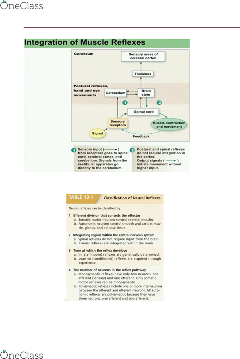 BIO 203 Lecture Notes - Fall 2016, Lecture 13 - Cartilage, Golgi Tendon  Organ, Chitin