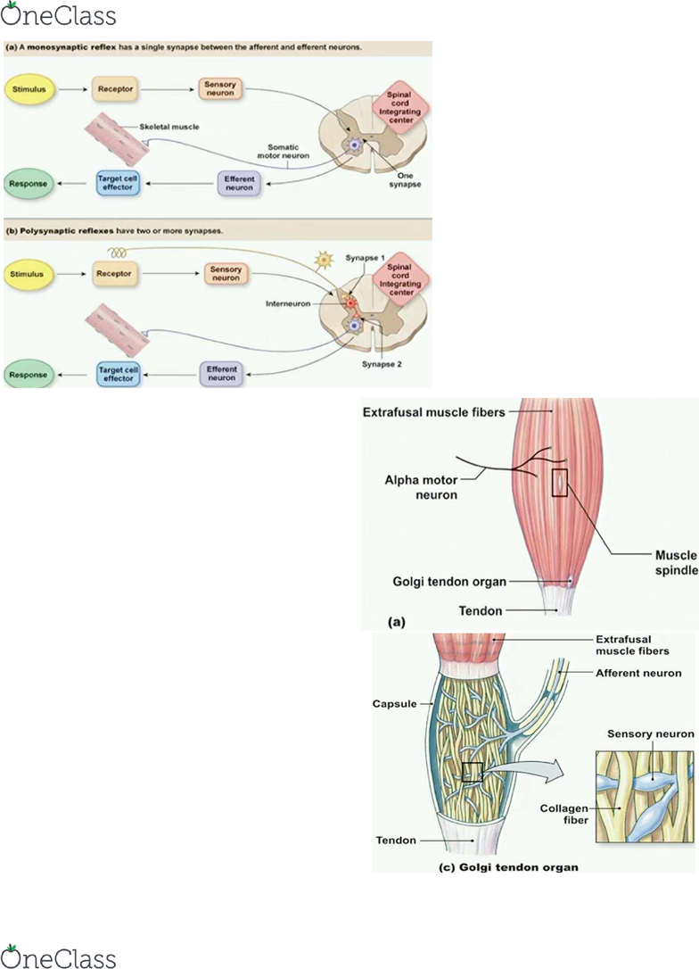 BIO 203 Lecture Notes - Fall 2016, Lecture 13 - Cartilage, Golgi Tendon  Organ, Chitin