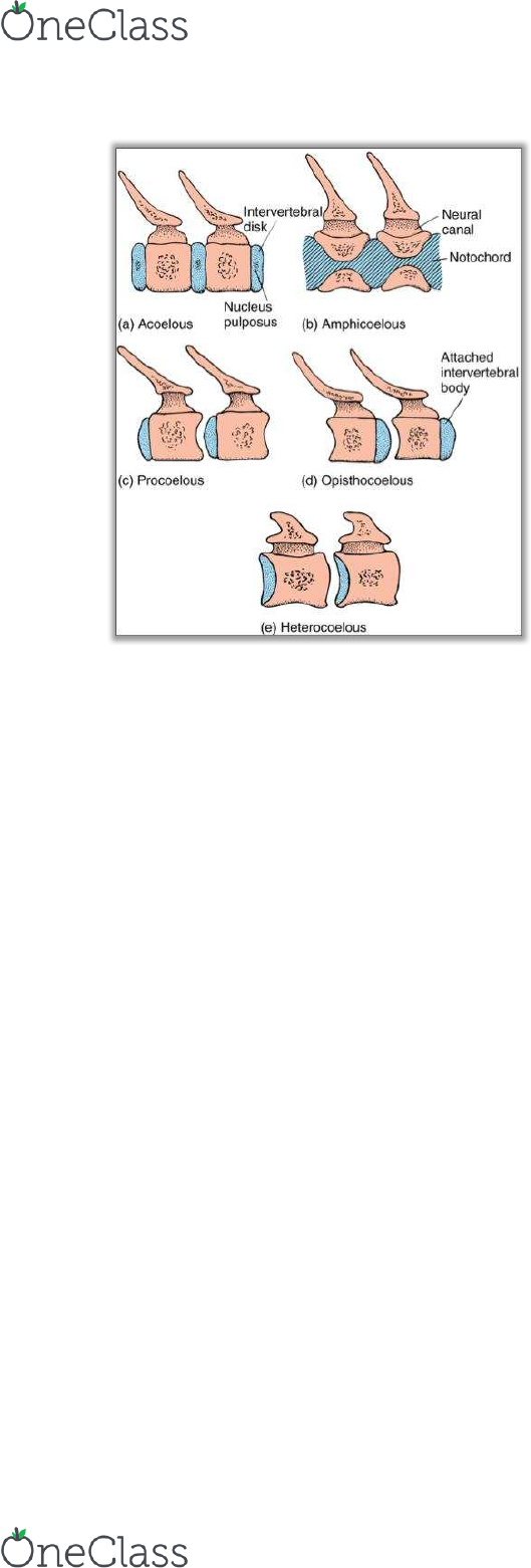Bio 3158 Lecture Notes Winter 2017 Lecture 5 Vertebral Column Haemal Arch Cervical Vertebrae bio 3158 lecture notes winter 2017